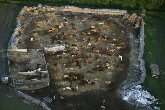 Framed Print : Aerial view, herd of cattle near Robel an der Muritz