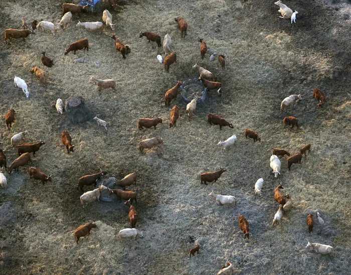 Framed Print : Aerial view, herd of cattle near Robel an der Muritz