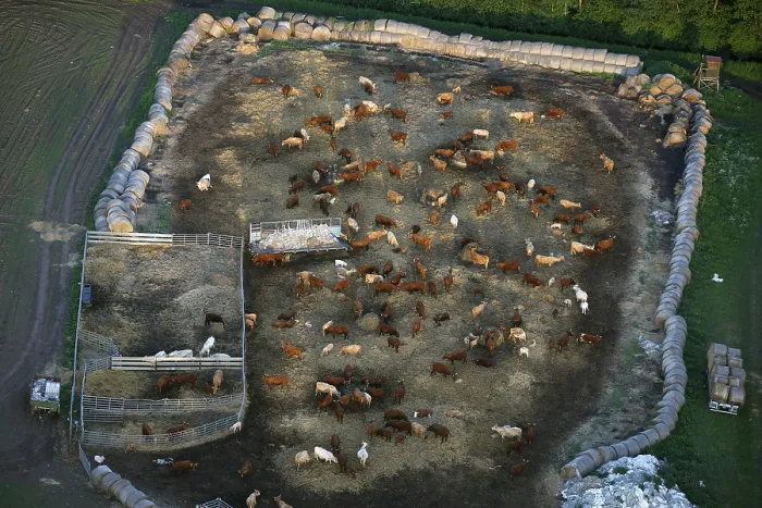 Framed Print : Aerial view, herd of cattle near Robel an der Muritz Framed Print : Aerial view, herd of cattle near Robel an der Muritz