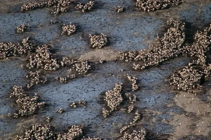 Framed Print : Aerial view on Lesser Flamingos (Phoeniconaias minor) breeding at Lake Natron