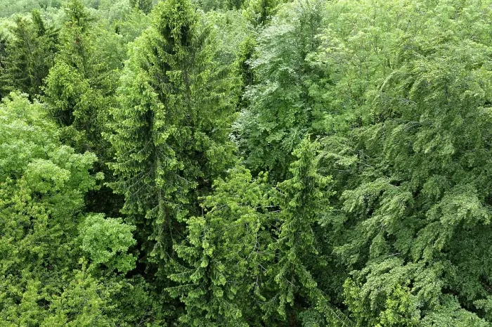 Framed Print : Aerial view of a mixed forest, spruce (Picea abies)