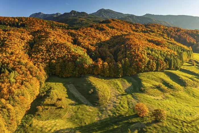 Framed Print : Aerial view of a mountain forest in front of mountains in autumn