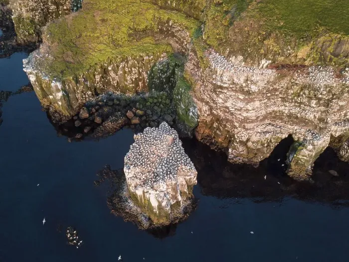 Framed Print : Aerial view of n (Morus bassanus) on the breeding rock Langanes with coast Framed Print : Aerial view of n (Morus bassanus) on the breeding rock Langanes with coast