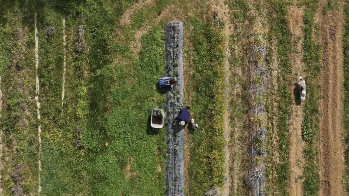 Framed Print : Aerial View of People Working in the Field with Greenery and Soil Cultivation with Flowers Framed Print : Aerial View of People Working in the Field with Greenery and Soil Cultivation with Flowers