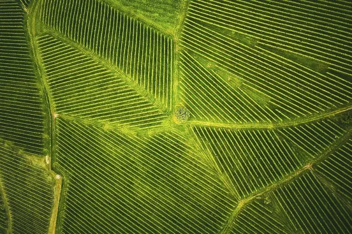 Framed Print : Aerial view at rows of grape vines vineyard South Styria