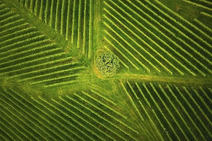 Framed Print : Aerial view at rows of grape vines vineyard South Styria Framed Print : Aerial view at rows of grape vines vineyard South Styria