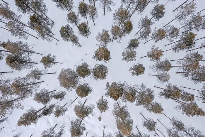 Framed Print : Aerial view over snow covered pine forest with Scots pines (Pinus sylvestris) in winter