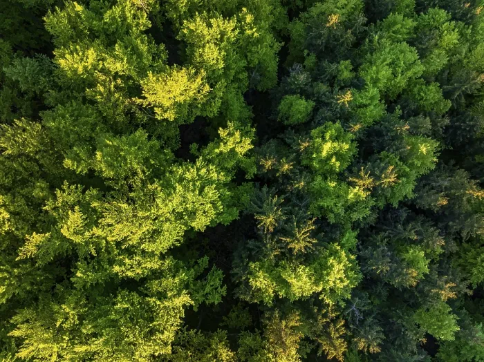 Framed Print : Aerial view, trees, forest, light green leaves