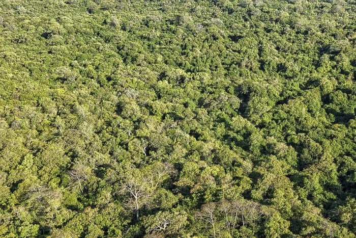Framed Print : Aerial view of tropical forest trees. Sri Lanka