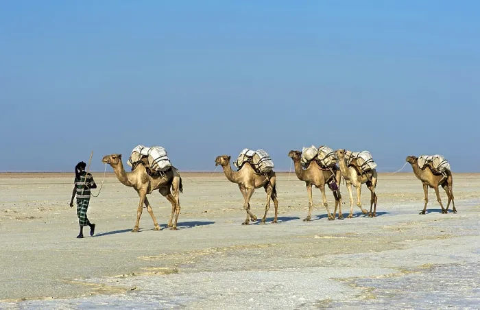 Framed Print : Afar Shepherd leads dromedary caravan loaded with rock salt plates across the Assale Salt Lake