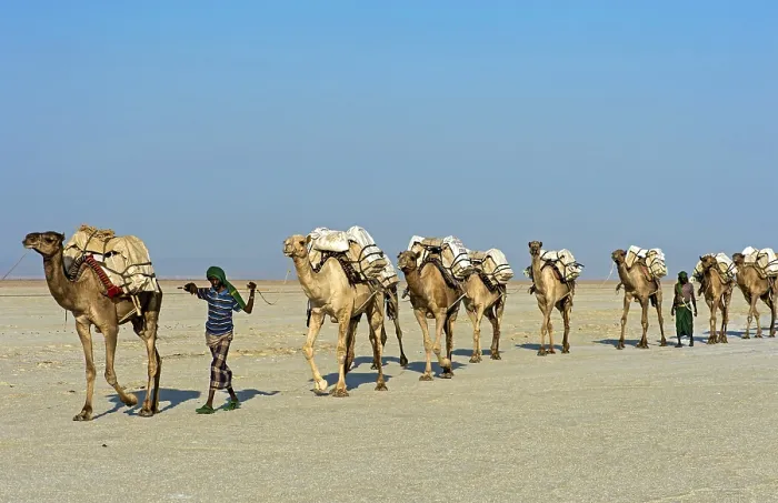 Framed Print : Afar Shepherd leads dromedary caravan loaded with rock salt plates across the Assale Salt Lake