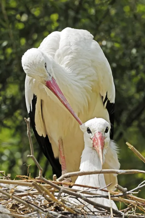 Framed Print : Affectionate white stork pair (Ciconia ciconia)