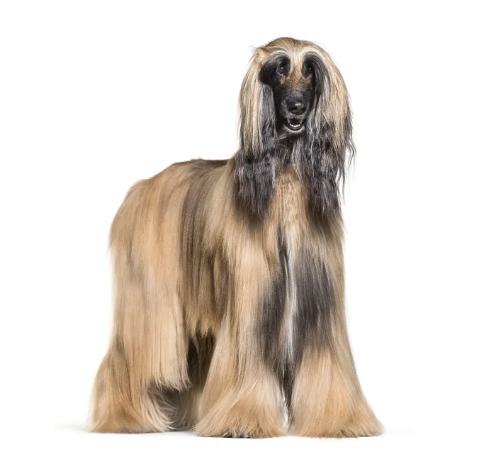 Framed Print : Afghan hound standing against white background