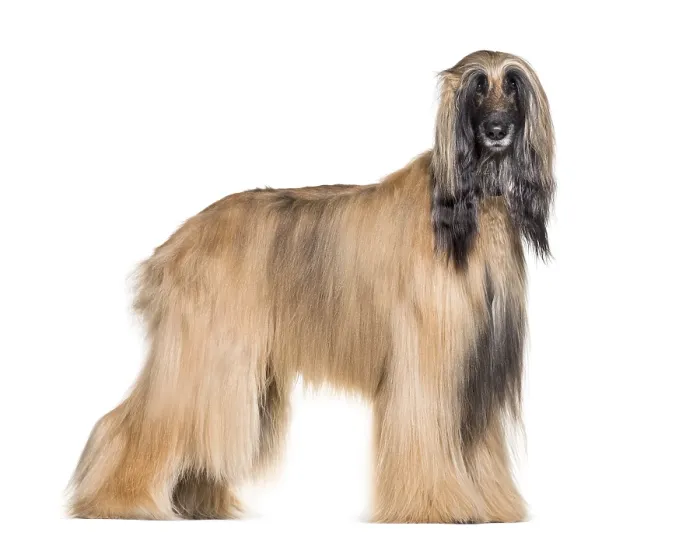 Framed Print : Afghan hound standing against white background Framed Print : Afghan hound standing against white background