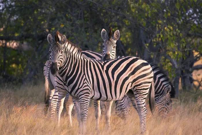 Framed Print : Africa, Botswana, plains zebra