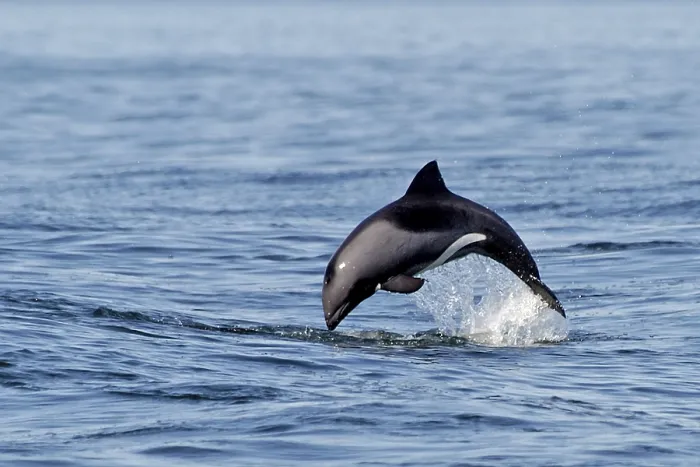 Framed Print : Africa, Namibia, Leaping dolphin (Delphinidae)