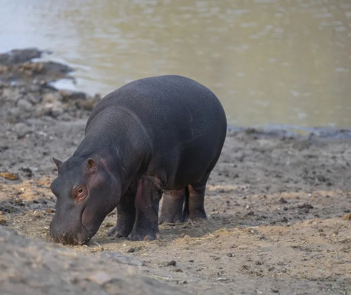 Framed Print : African animals hippopotamus called hippopotamus - Hippopotamus