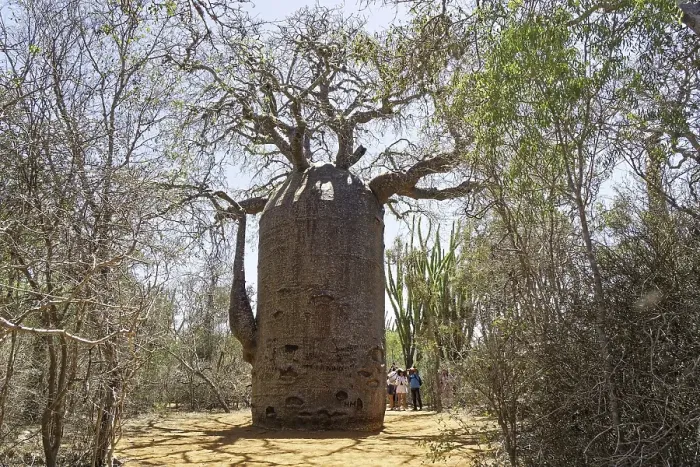 Framed Print : African baobab (adansonia digitata) in the Spiny Forest