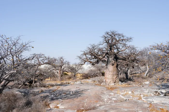 Framed Print : African baobab or baobab tree (Adansonia digitata)