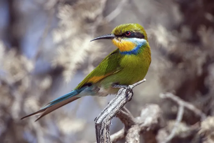 Framed Print : African bee-eater (Merops apiaster), South Africa