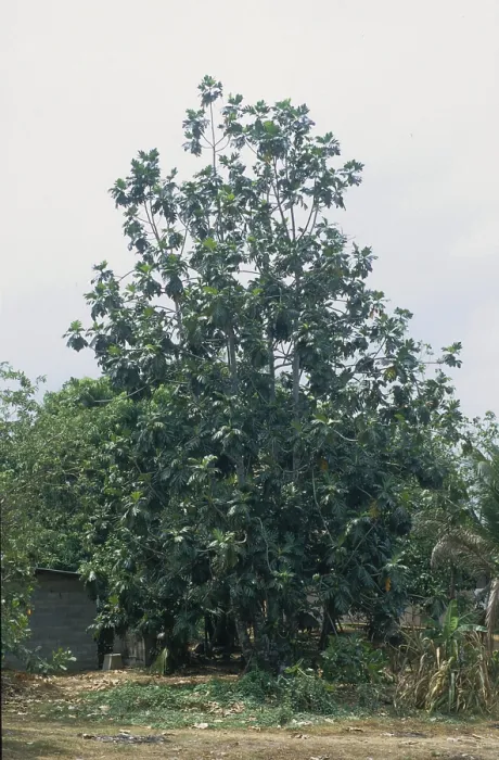 Framed Print : African breadfruit tree (Artocarpus altilis)