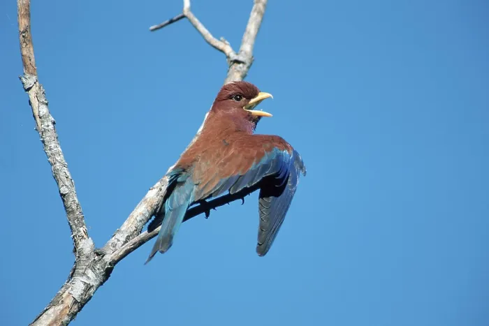 Framed Print : African Broad-billed Roller (Eurystomus glaucurus) Framed Print : African Broad-billed Roller (Eurystomus glaucurus)
