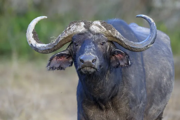 Framed Print : African buffalo (Syncerus caffer)