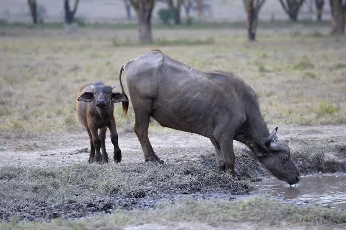 Framed Print : African buffalo (Syncerus caffer)