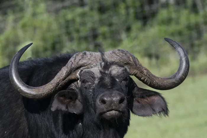 Framed Print : African buffalo (Syncerus caffer) Framed Print : African buffalo (Syncerus caffer)