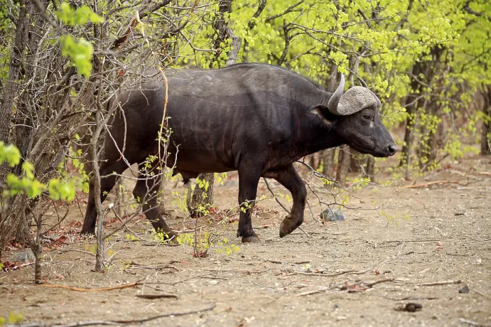 Framed Print : African buffalo (Syncerus caffer)
