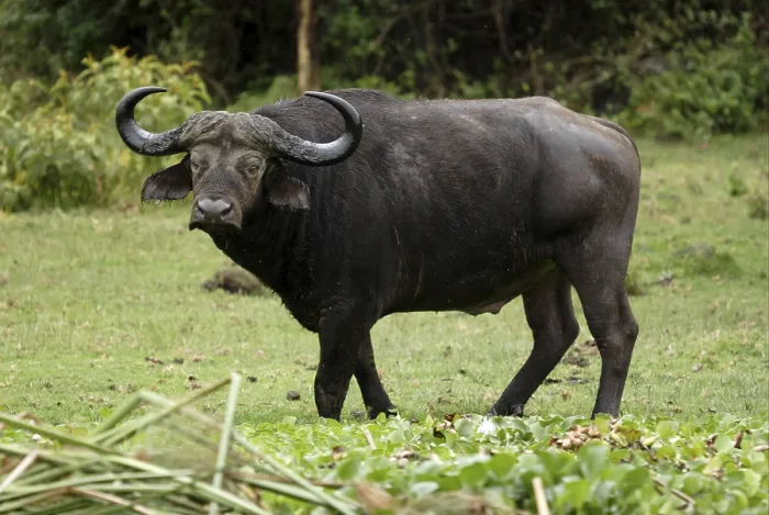 Framed Print : African Buffalo (Syncerus caffer)