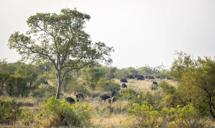Framed Print : African buffalo (Syncerus caffer caffer)