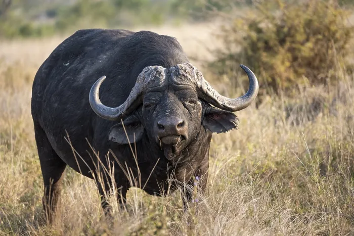 Framed Print : African buffalo (Syncerus caffer caffer) standing in dry grass
