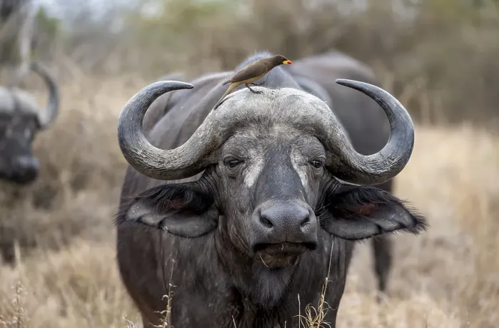 Framed Print : African buffalo (Syncerus caffer caffer) with yellowbill oxpecker (Buphagus africanus)