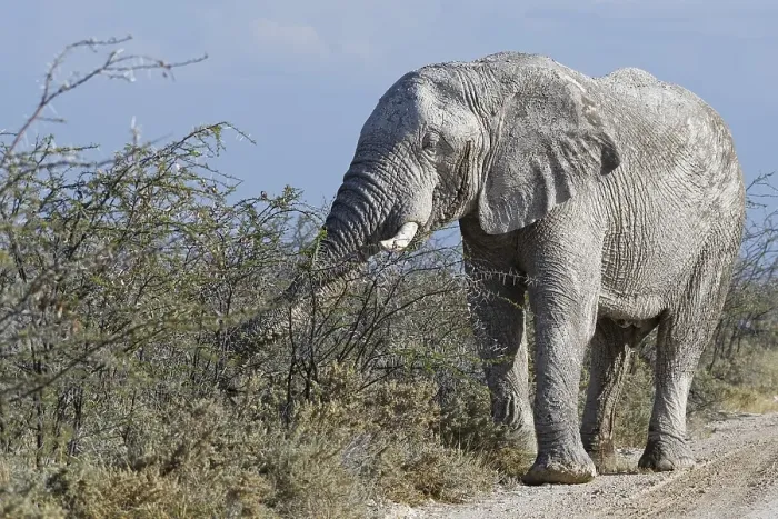 Framed Print : African bush elephant bull (Loxodonta africana)