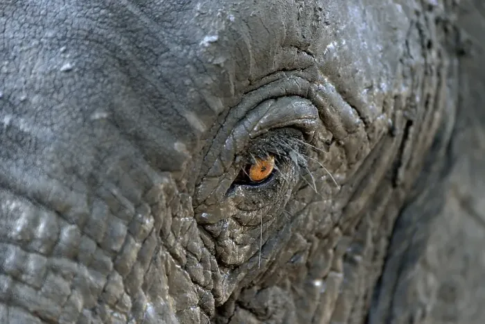 Framed Print : African bush elephant (Loxodohnta africana), eye, Mana Pools National Park, Mashonaland West, Zimbabwe, Africa