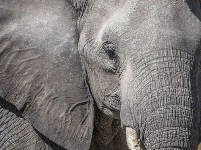 Framed Print : African bush elephant (Loxodonta africana)
