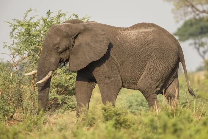 Framed Print : African Bush Elephant (Loxodonta africana)