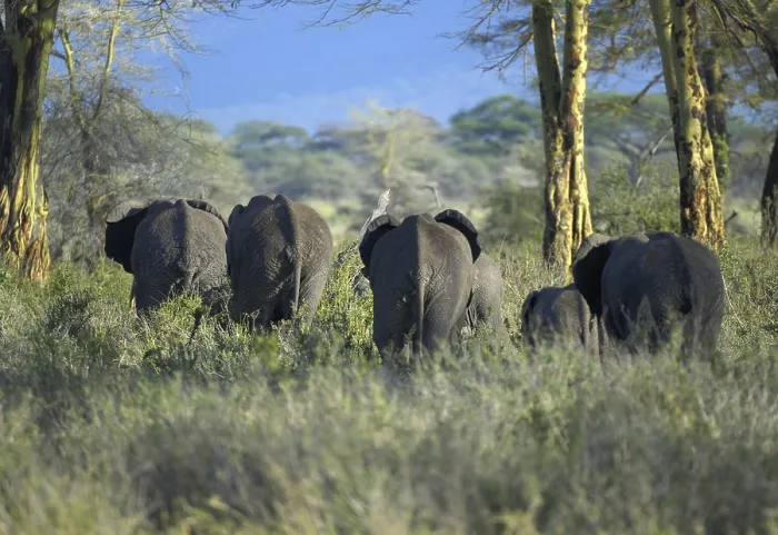 Framed Print : African Bush Elephant (Loxodonta africana)