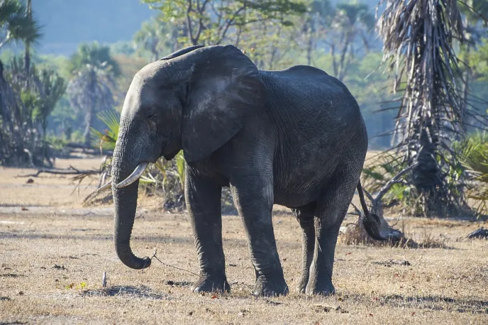 Framed Print : African bush elephant (Loxodonta africana) Framed Print : African bush elephant (Loxodonta africana)