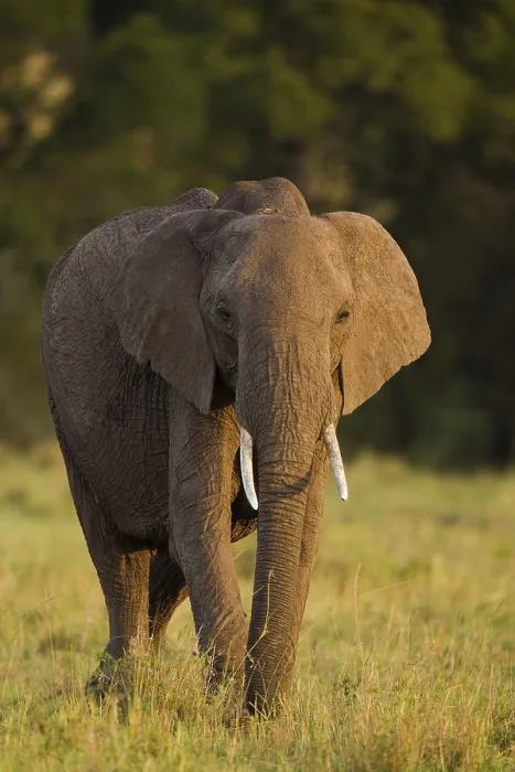 Framed Print : African Bush Elephant (Loxodonta africana) Framed Print : African Bush Elephant (Loxodonta africana)