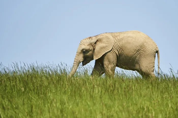 Framed Print : African bush elephant (Loxodonta africana) calf Framed Print : African bush elephant (Loxodonta africana) calf