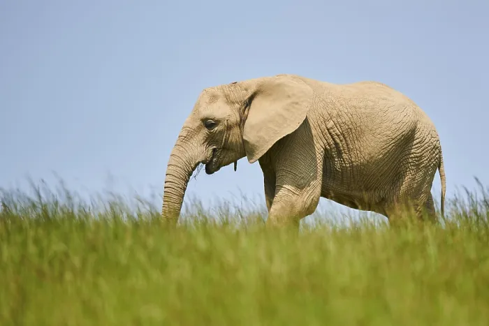 Framed Print : African bush elephant (Loxodonta africana) calf