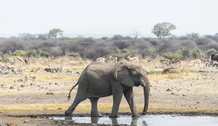 Framed Print : African Bush Elephant (Loxodonta africana) drinking at Koinachas Waterhole