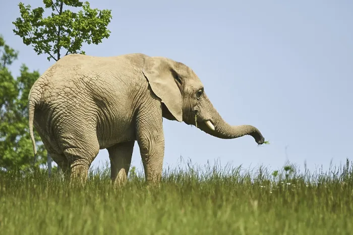 Framed Print : African bush elephant (Loxodonta africana) standing on a meadow