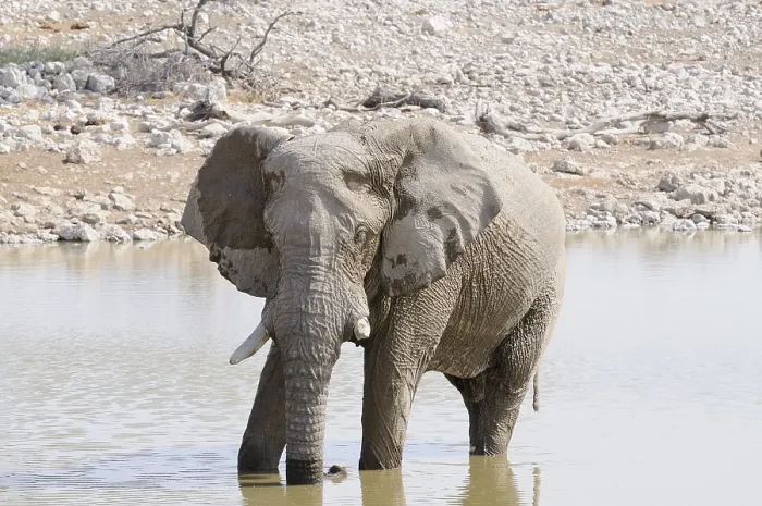Framed Print : African Bush Elephant (Loxodonta africana) at a waterhole