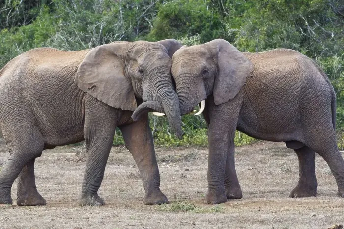Framed Print : African bush elephants (Loxodonta africana)
