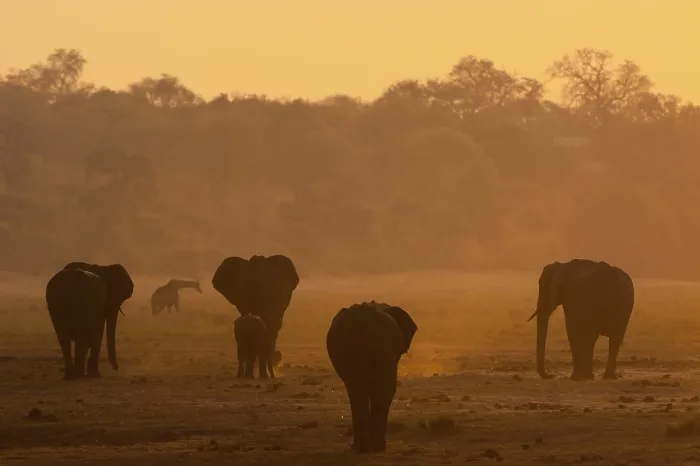 Framed Print : African Bush Elephants (Loxodonta africana)