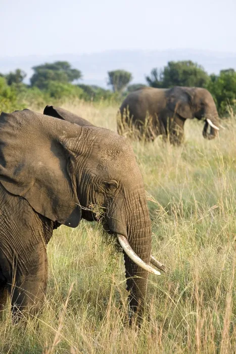 Framed Print : African bush elephants (Loxodonta africana)