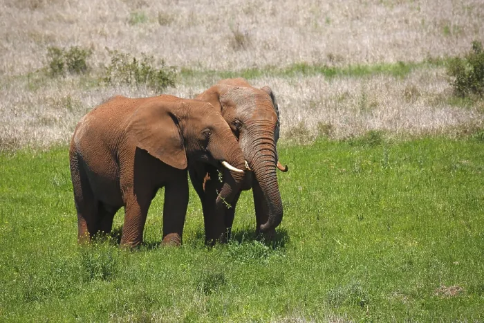Framed Print : African bush elephants (Loxodonta africana)